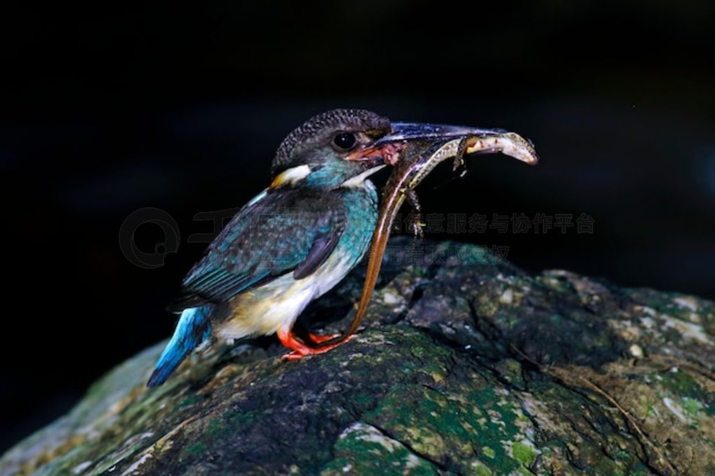  Alcedo euryzona ι