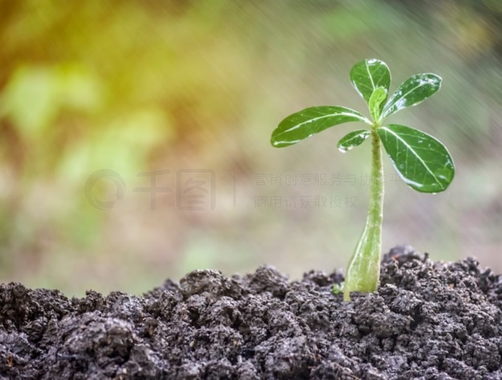 ֲ Adenium Obesum