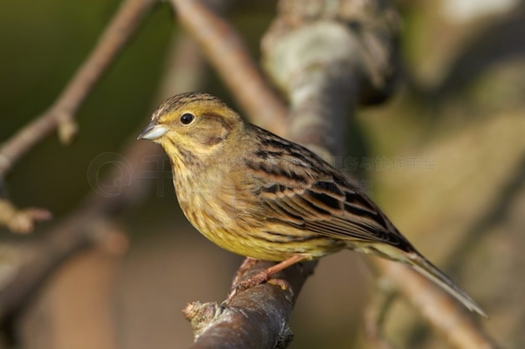 ƴ (Emberiza citrinella)