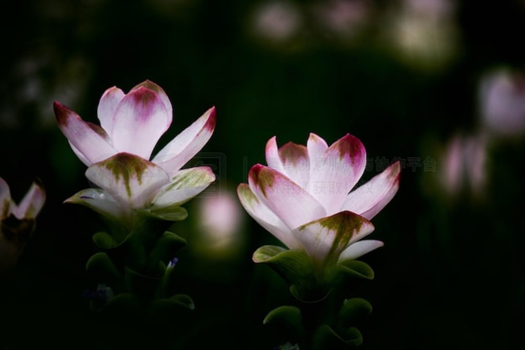  ( Curcuma Alismatifolia) ڴȻ