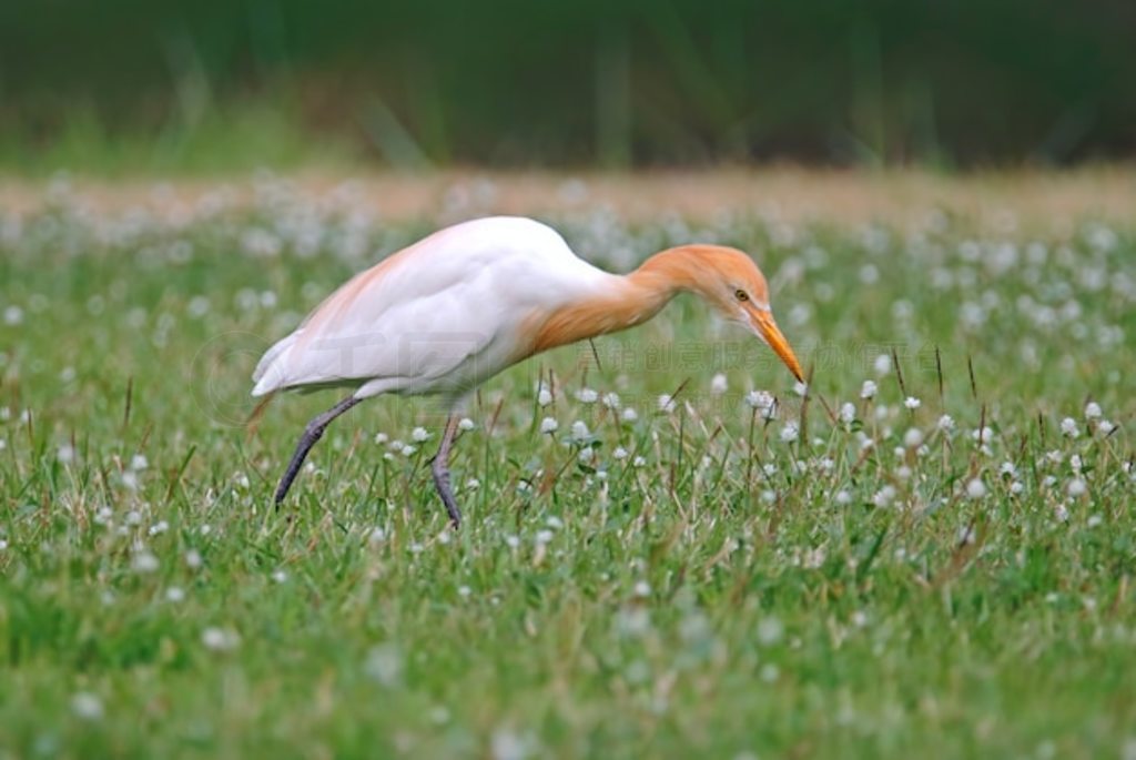 ţ Bubulcus ibis ̩