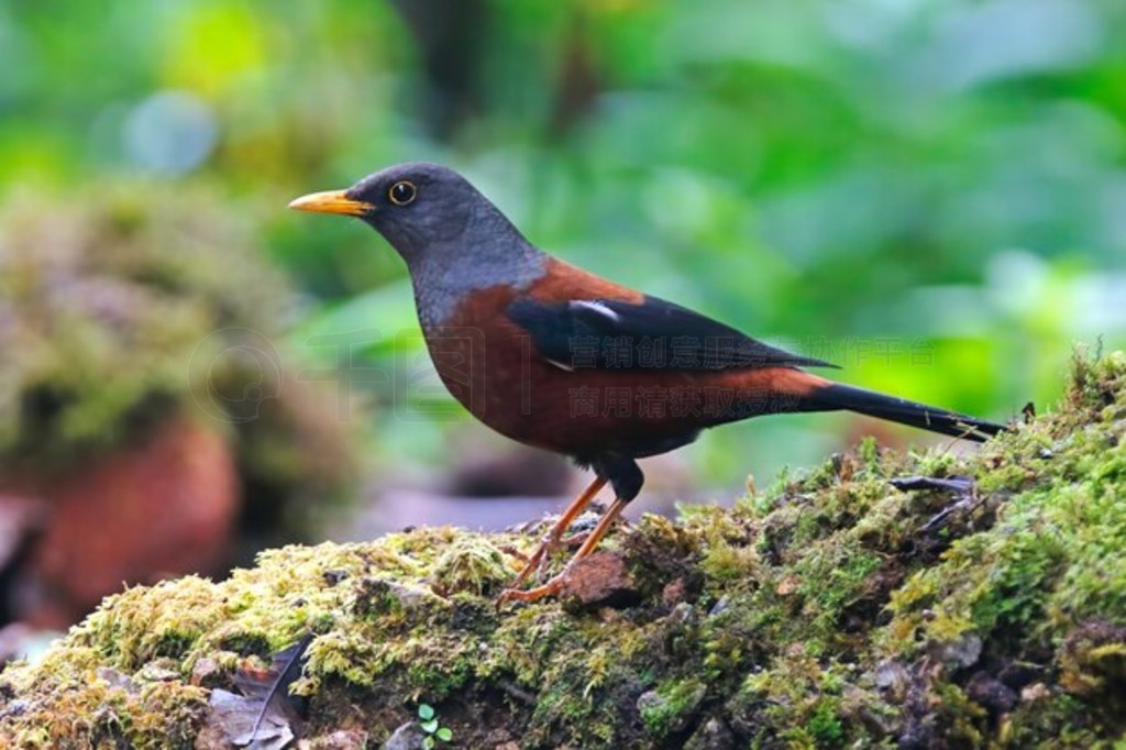  Turdus rubrocanus ̩