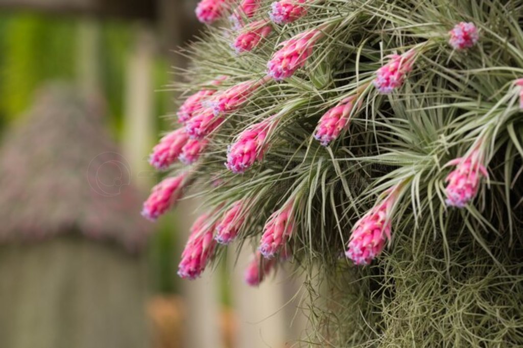 ˹ stricta X recurvifolia ӽ