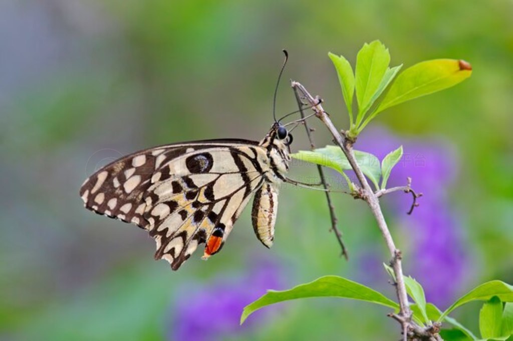 ʯҺ Papilio demoleus д