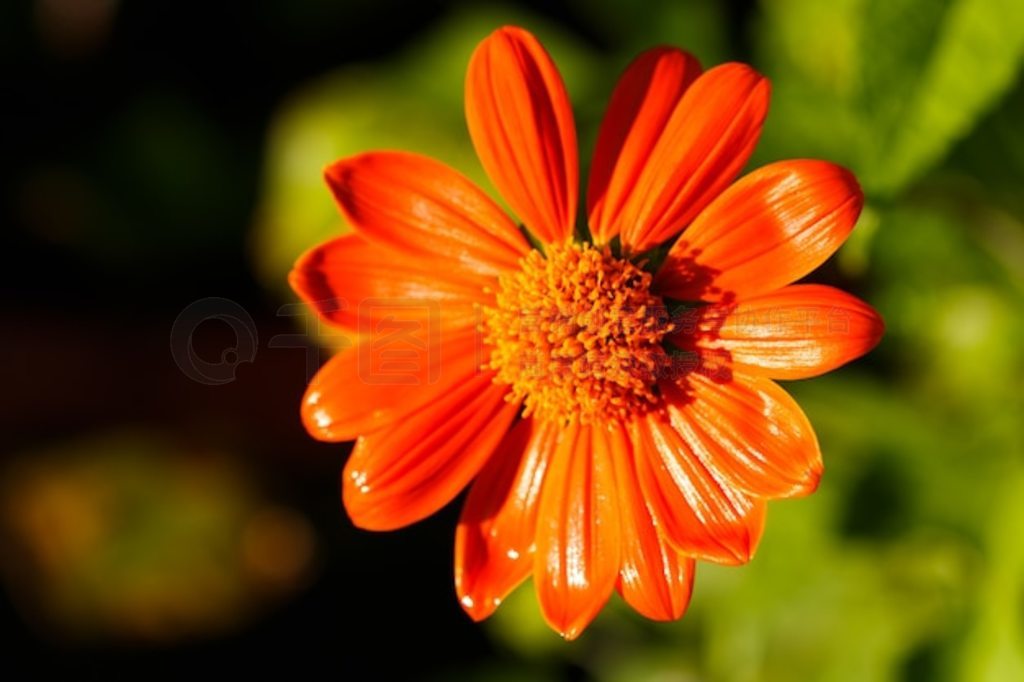 ɫ Tithonia diversifolia 