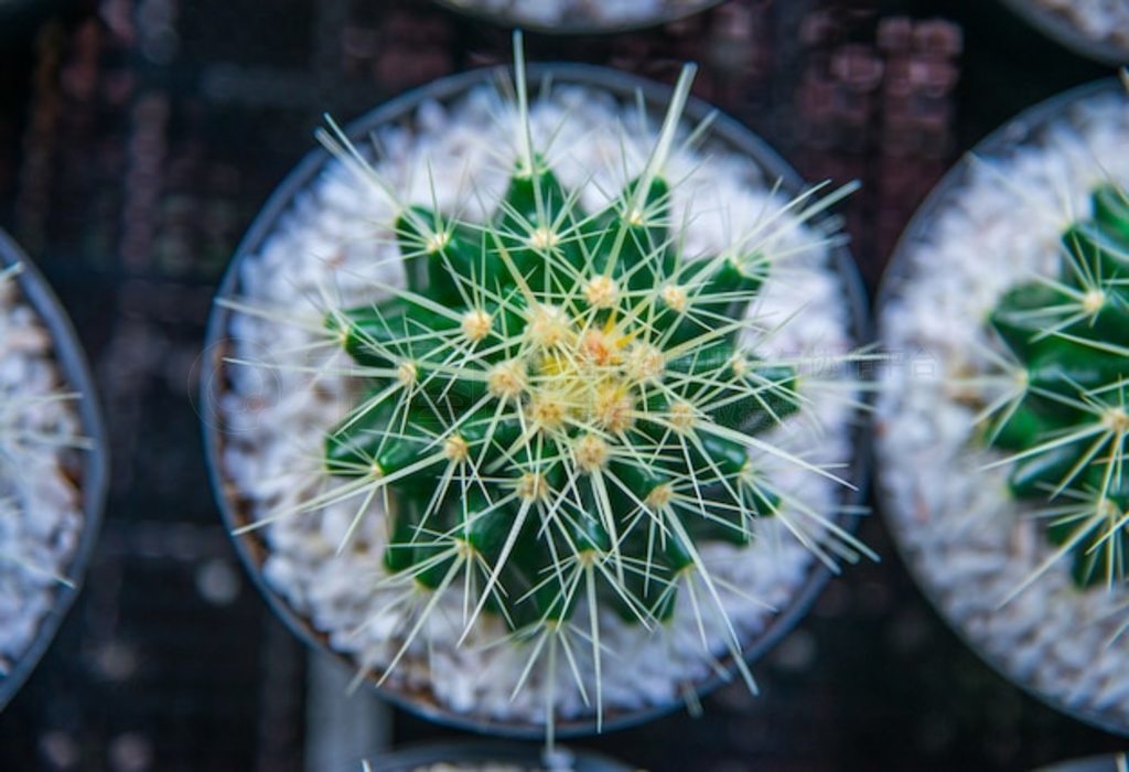 Echinocactus grusonii Ƶһ֡