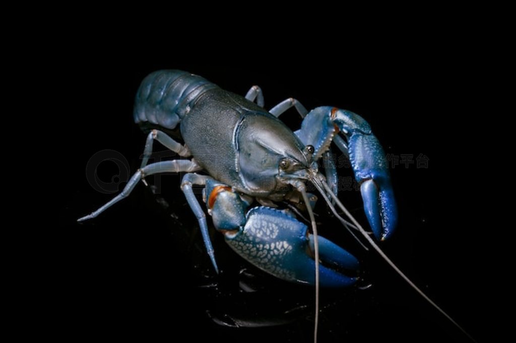 ɫСϺ cherax destructorYabbie Crayfish