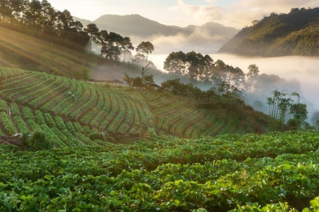 ̩ Doi Angkhang ɽĳ