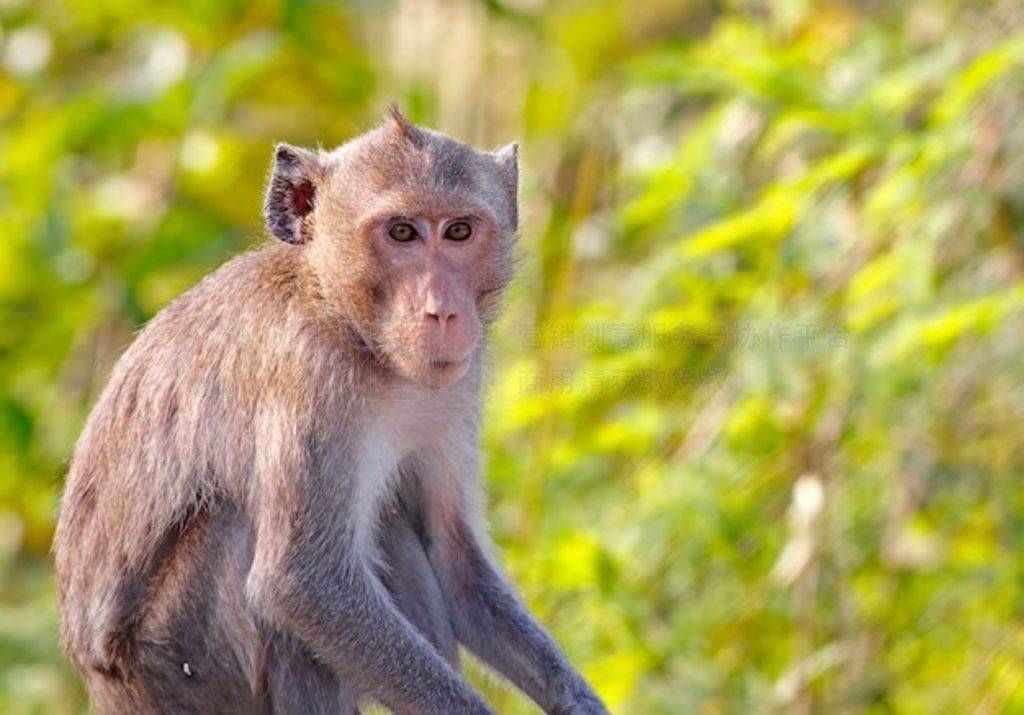 β⨺ ʳз⨺ Macaca fasciulousis