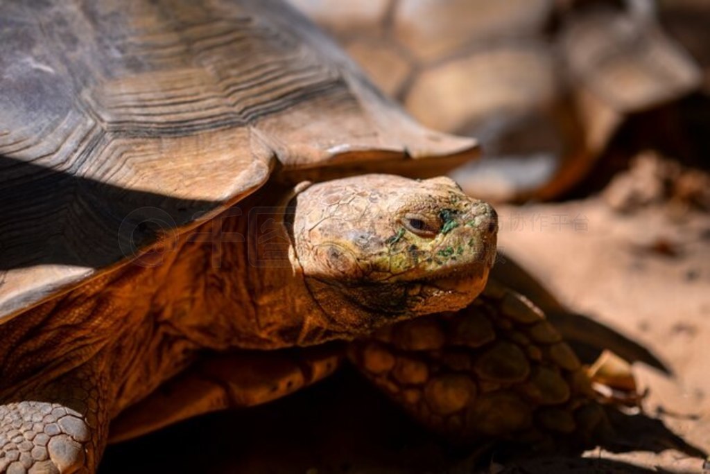 ͷ޶ܼ½ (Centrochelys sulcata)