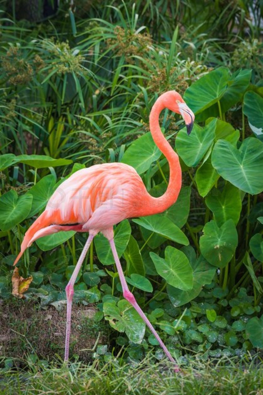 ޻Phoenicopterus ruberһִͻ