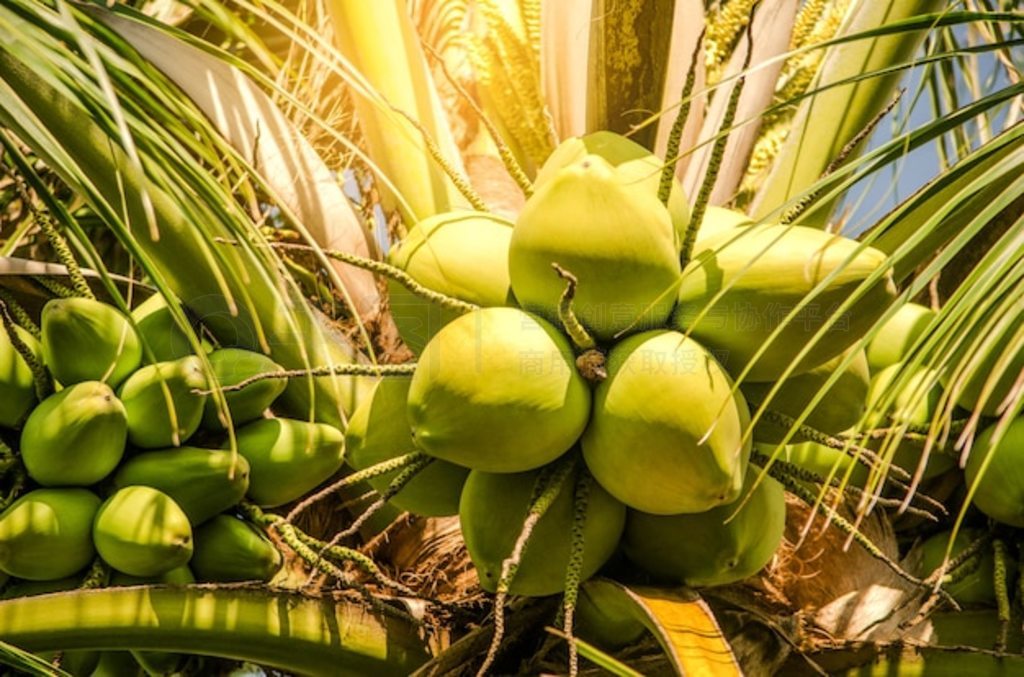 ϵҬӴ (Cocos nucifera)