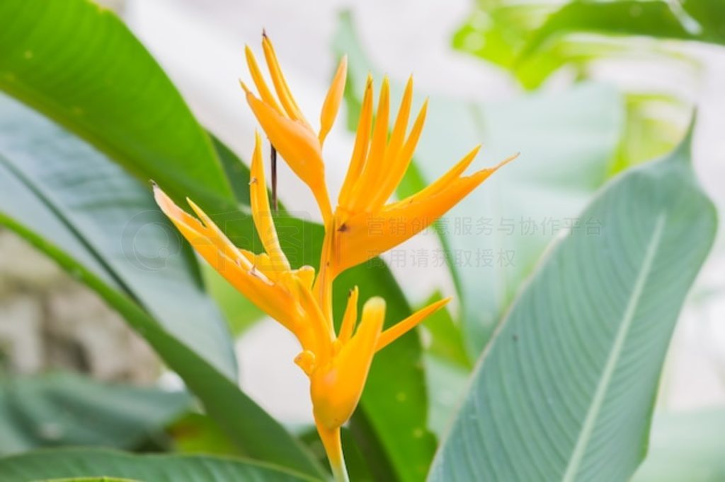 ս (Heliconia psittacorum x Heliconia spathocircinata)