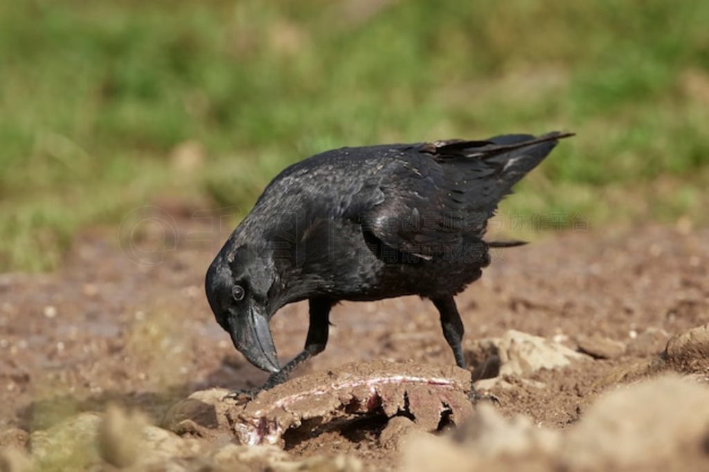 ͨѻ (Corvus corax)