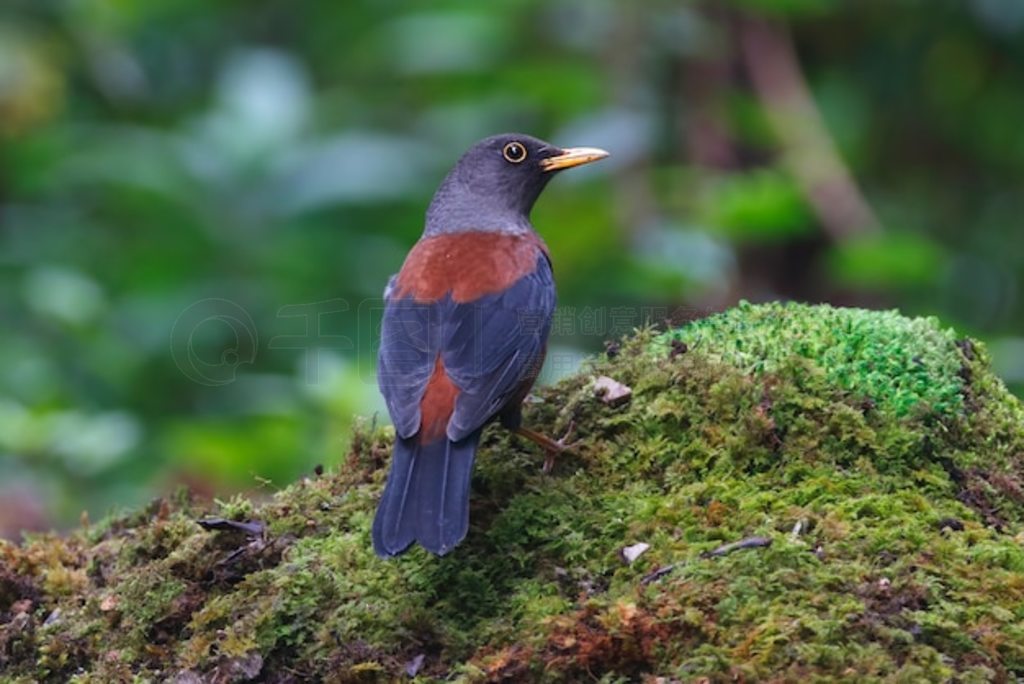  Turdus rubrocanus ̩