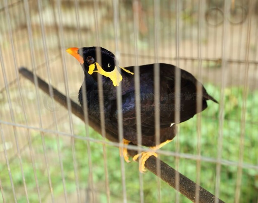 ˸ (Acridotheres tristis)