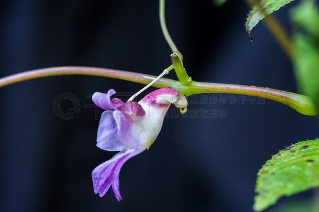 Impatiens psittacinaҲΪ