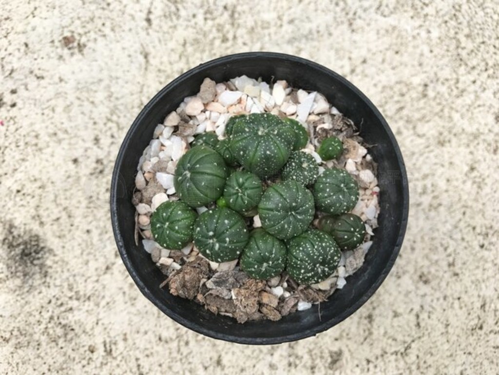 Asastrophytum asteriasƴڹϣƣƿƣֲֲ