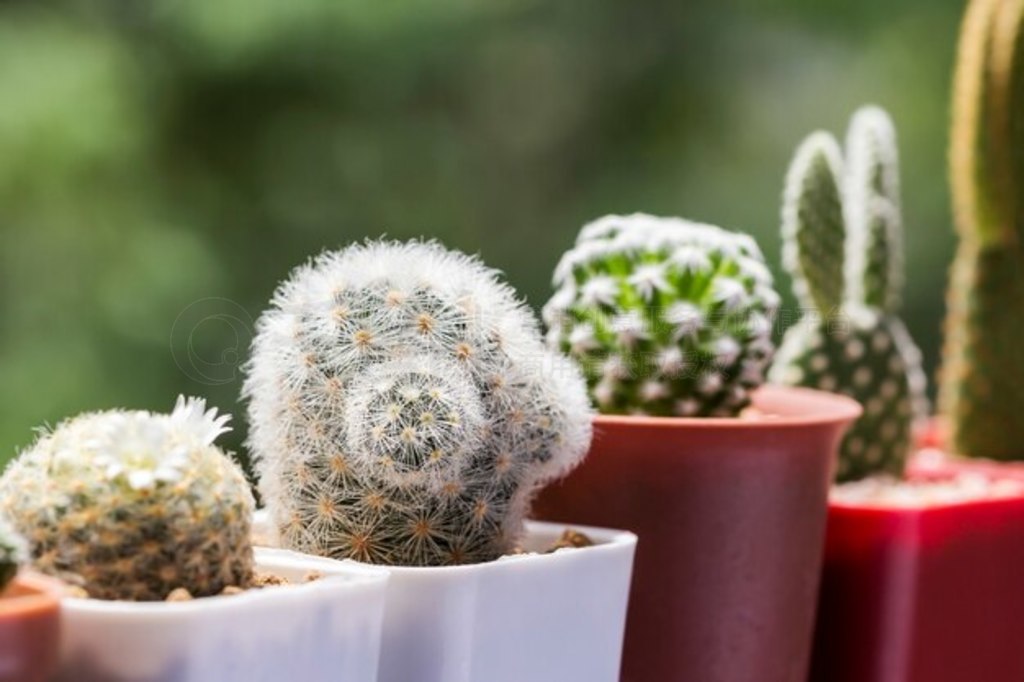  mammillaria carmenae ڹ