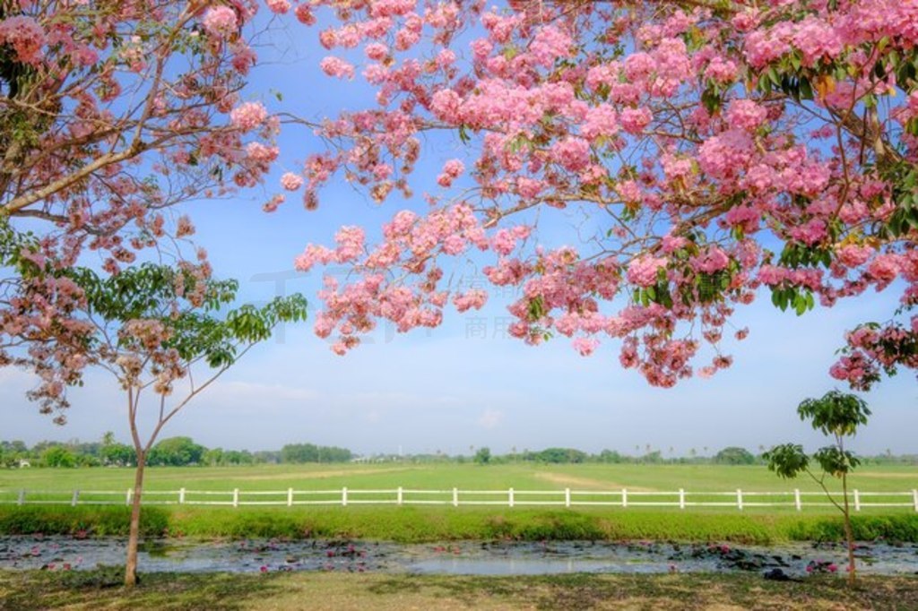 ۺɫĻ Tabebuia Rosea  Chompoopantip 