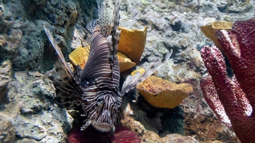 ʨҰɺ (Pterois volitans) Ͽա