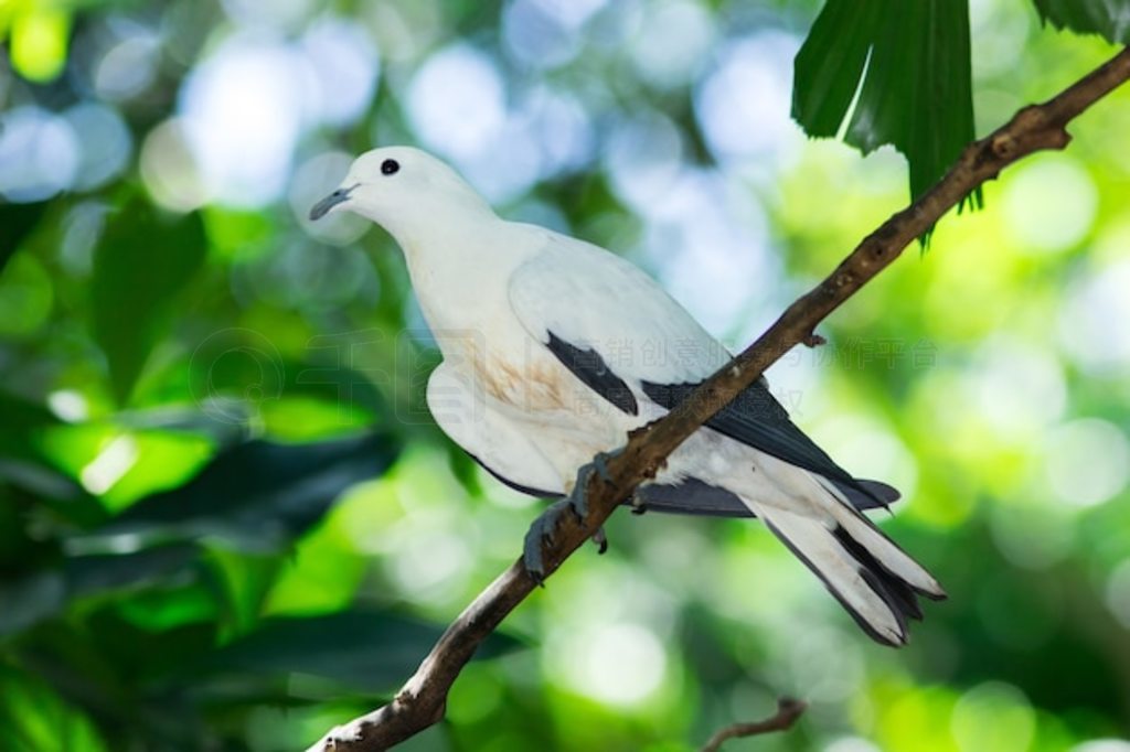 ߵ۸ Ducula bicolor