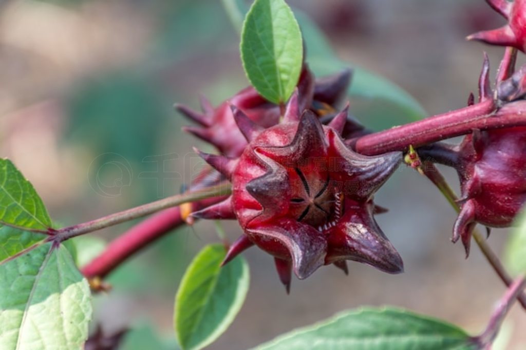 񻨿ָ񻨣ֲһľȻHibiscus sabdariffa