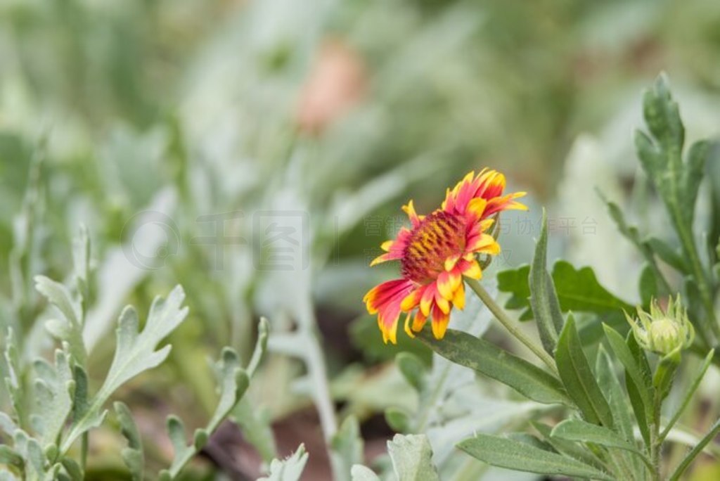 ZinniaZinnia violacea Cav.ɫɫɫͺɫ