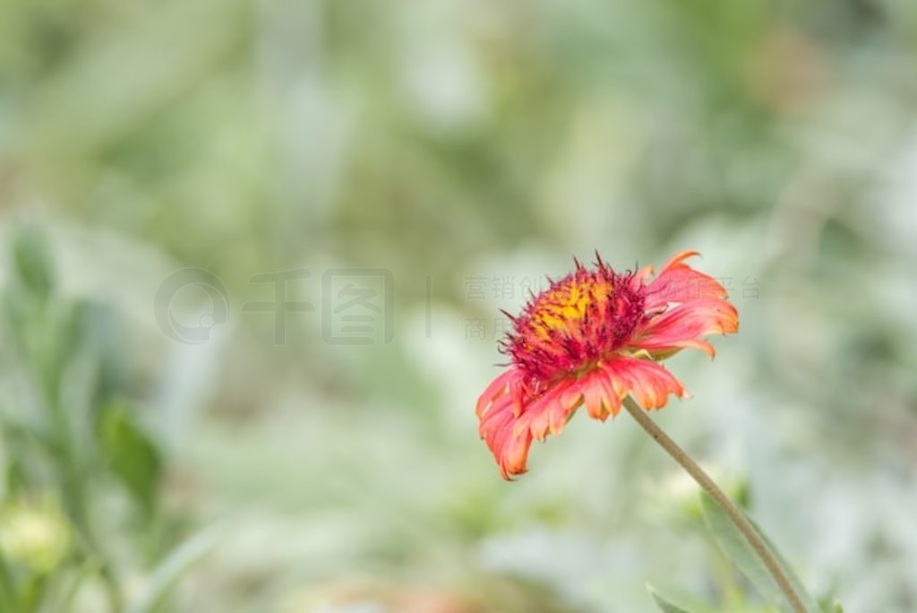 ZinniaZinnia violacea Cav.ɫɫɫͺɫ