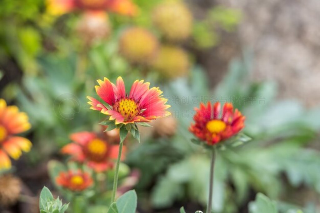 ZinniaZinnia violacea Cav.ɫɫɫͺɫ