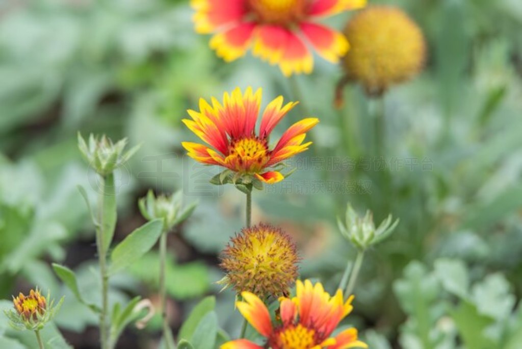 ZinniaZinnia violacea Cav.ɫɫɫͺɫ