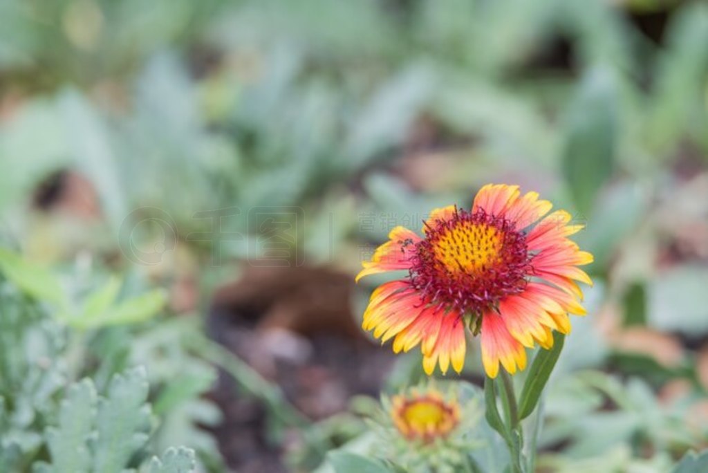 ZinniaZinnia violacea Cav.ɫɫɫͺɫ