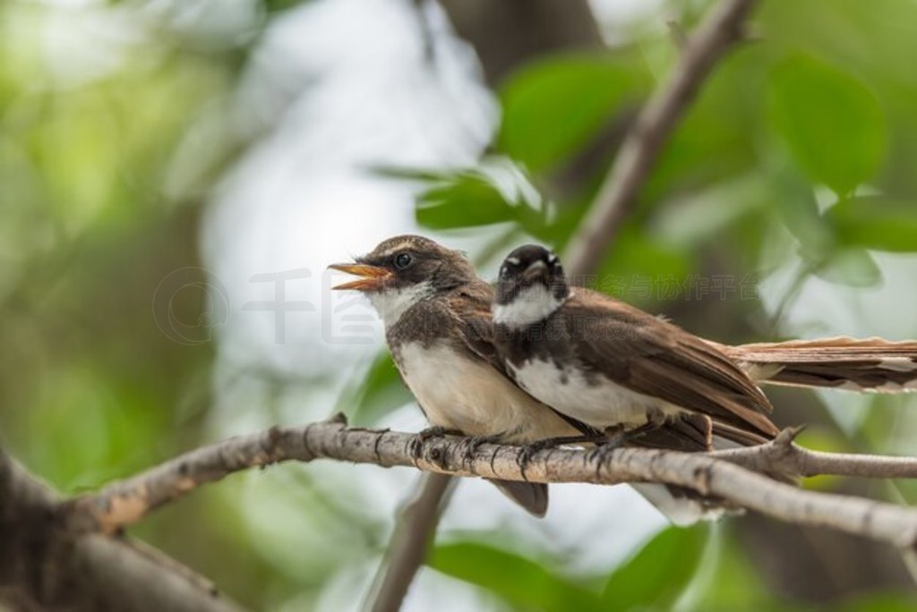 ֻPied Fantail FlycatcherRhipidura javanicaɫȻҰ