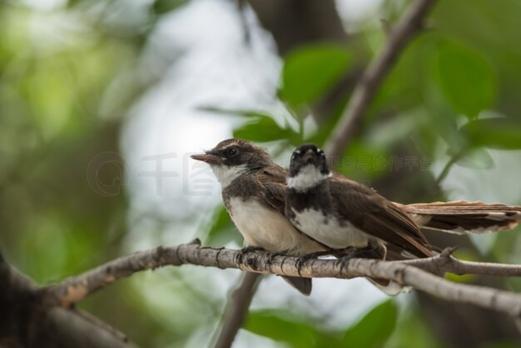 ֻPied Fantail FlycatcherRhipidura javanicaɫȻҰ