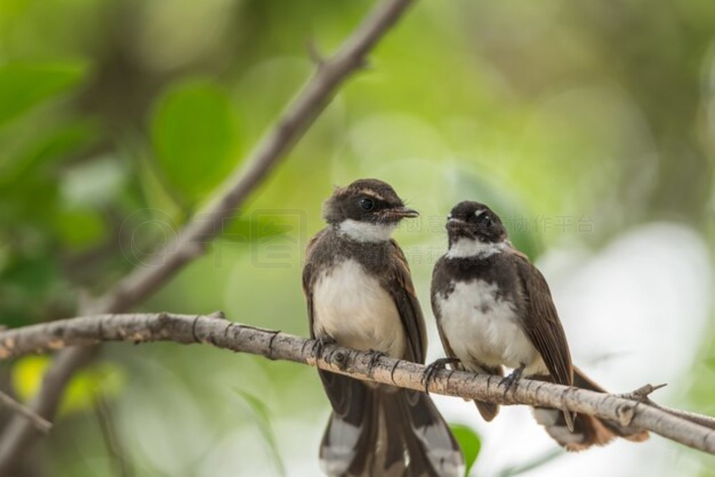 ֻPied Fantail FlycatcherRhipidura javanicaɫȻҰ