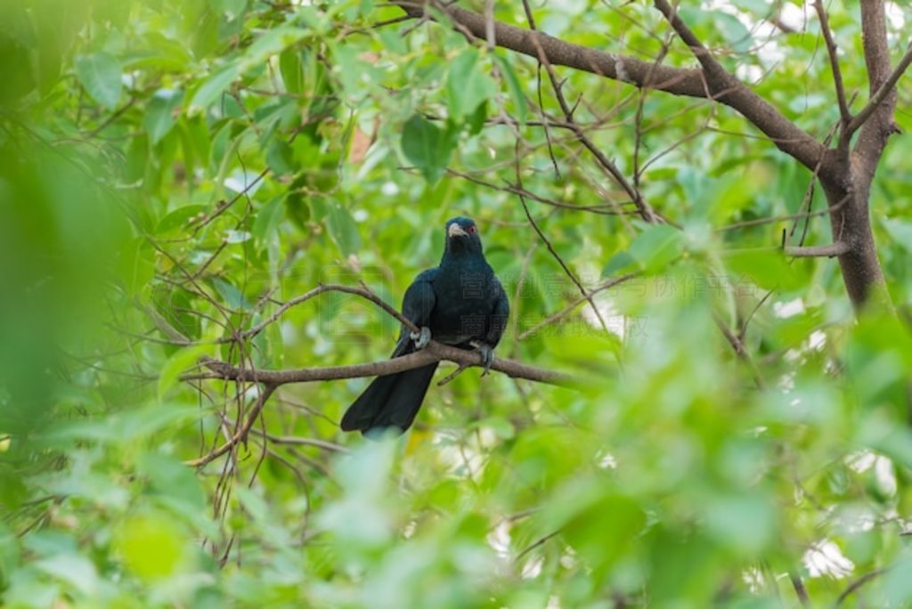  ( koel, Eudynamys scolopaceus) йɫ