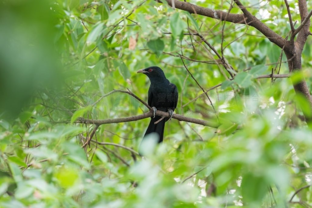  ( koel, Eudynamys scolopaceus) йɫ