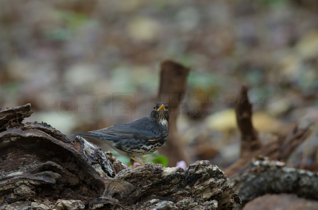 ձ (Turdus cardis) 