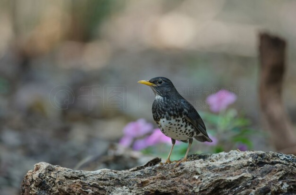 ձ (Turdus cardis) 