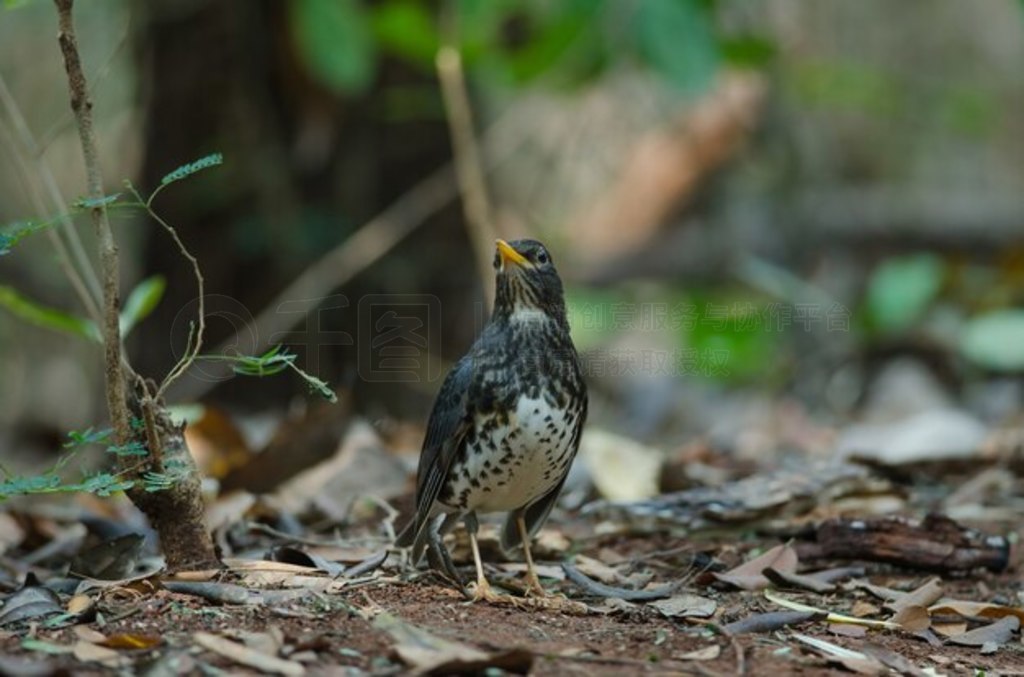 ձ (Turdus cardis) 