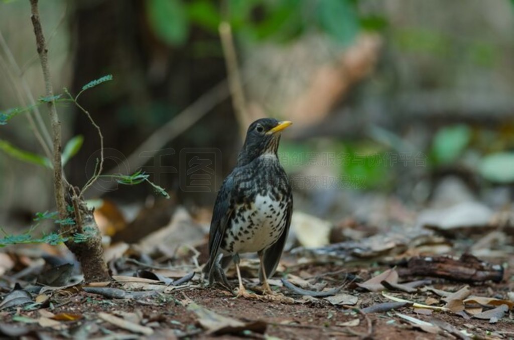 ձ (Turdus cardis) 