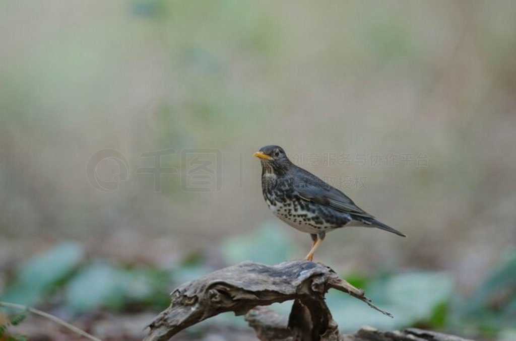 ձ (Turdus cardis) 