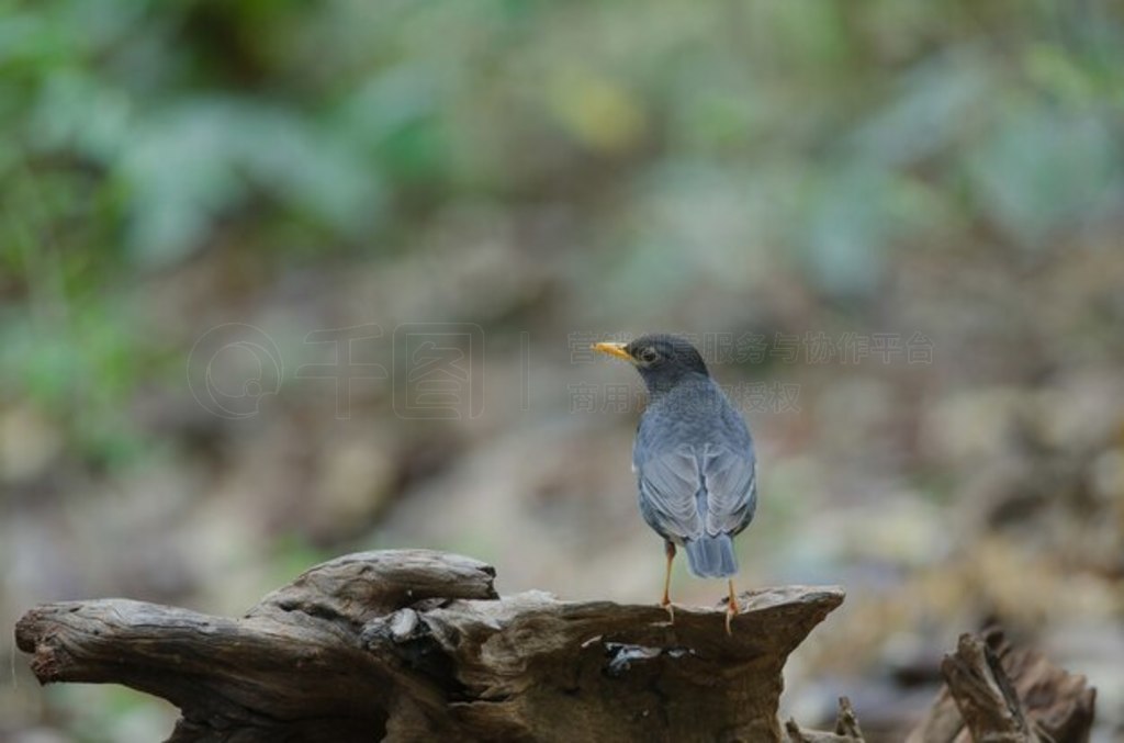 ձ (Turdus cardis) 