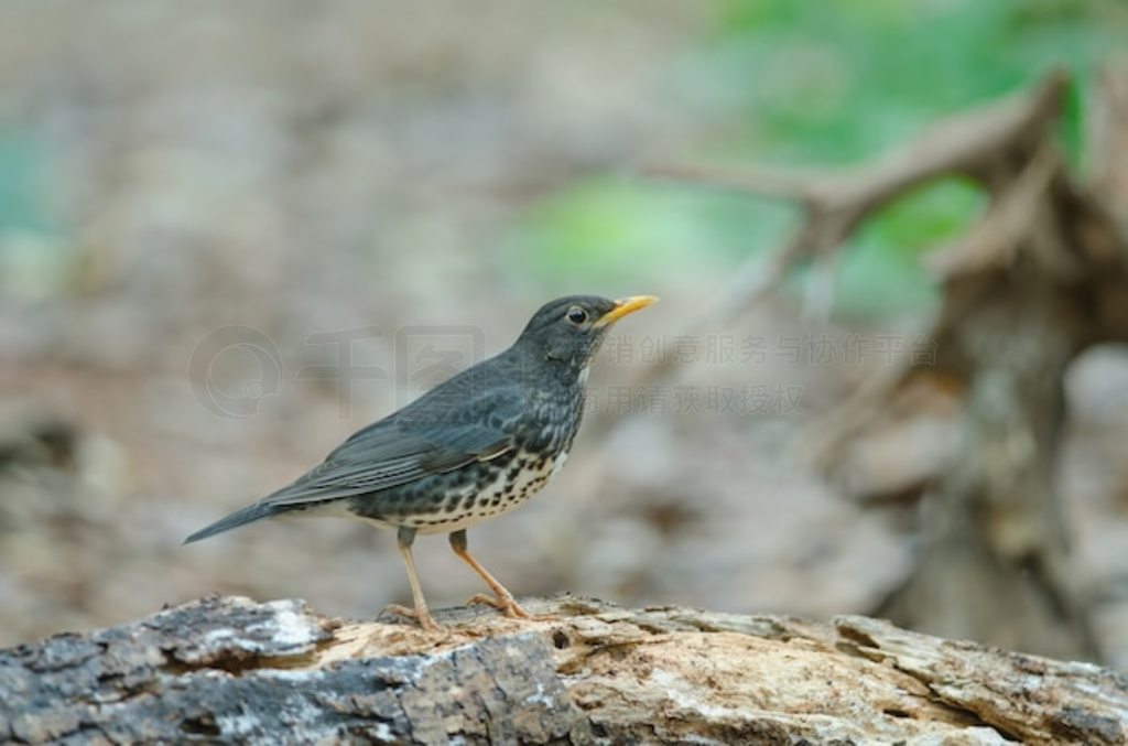 ձ (Turdus cardis) 