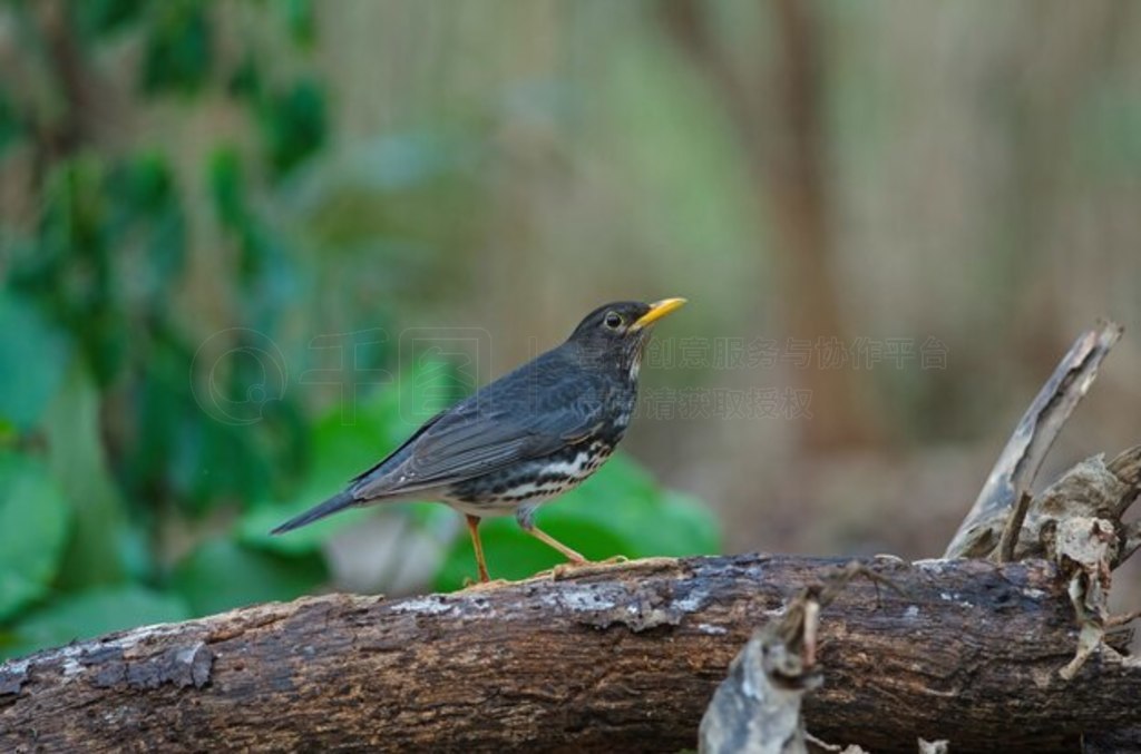 ձ (Turdus cardis) 