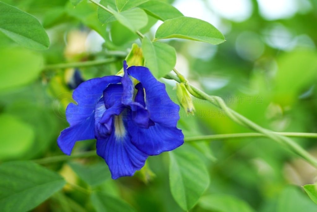 ӡȴδ½ Clitoria ternatea  Aparajita 