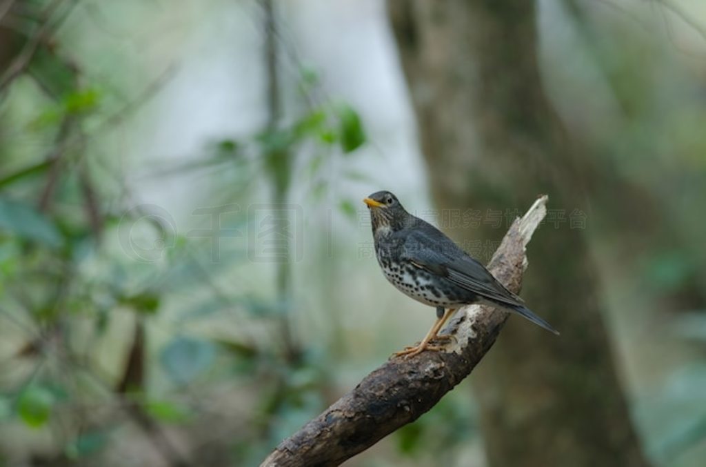 ձ (Turdus cardis) 