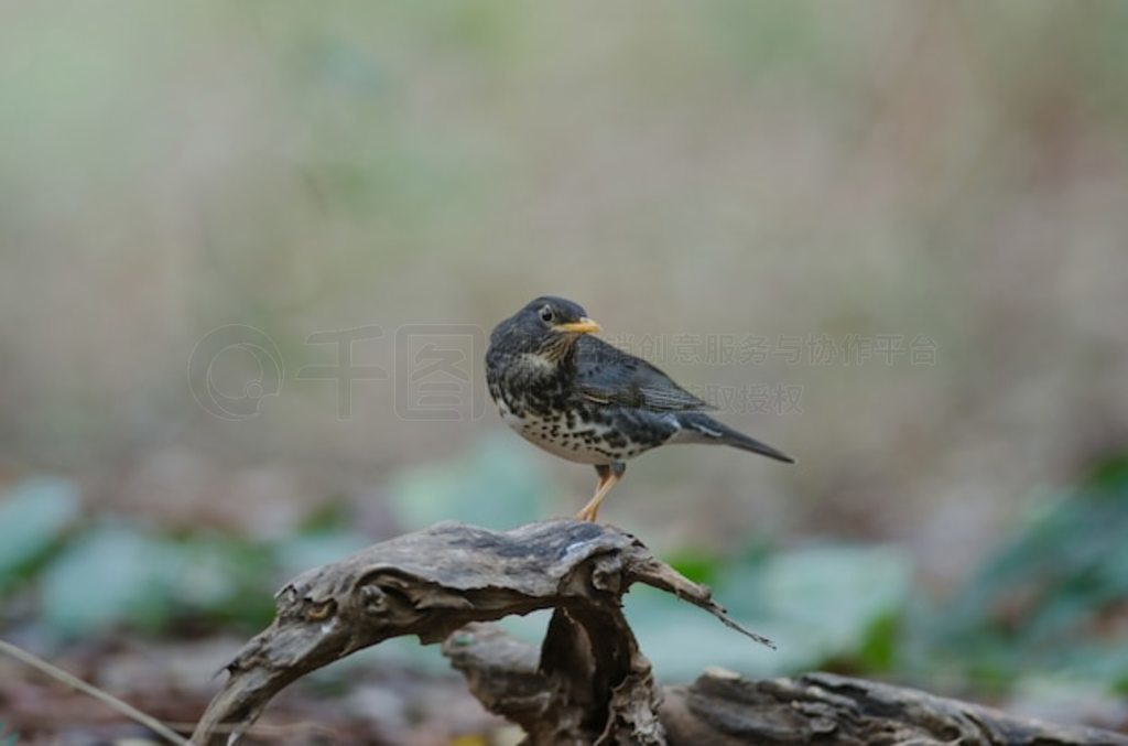 ձ (Turdus cardis) 