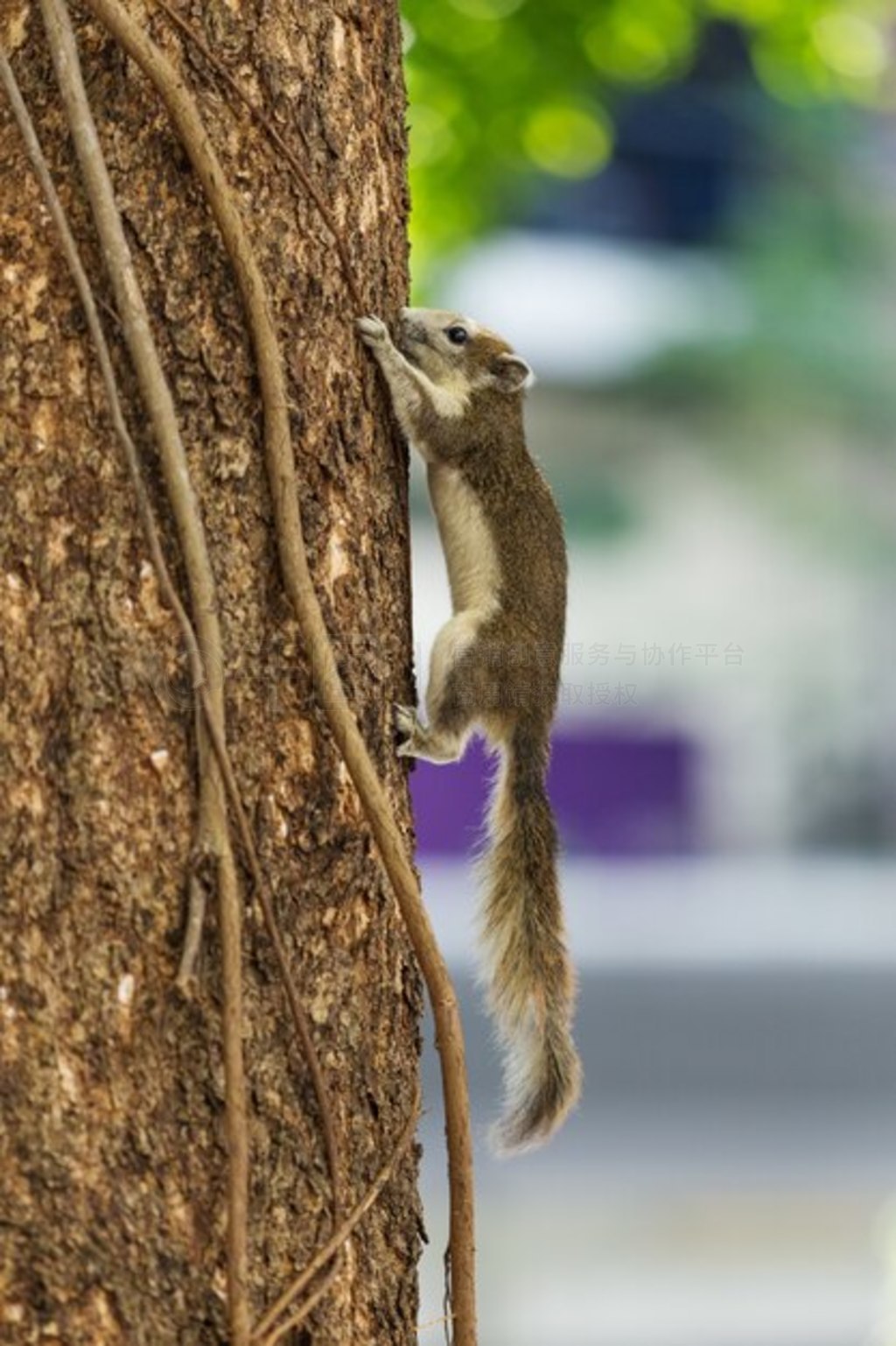 ϵĶ (Sciurus carolinensis)