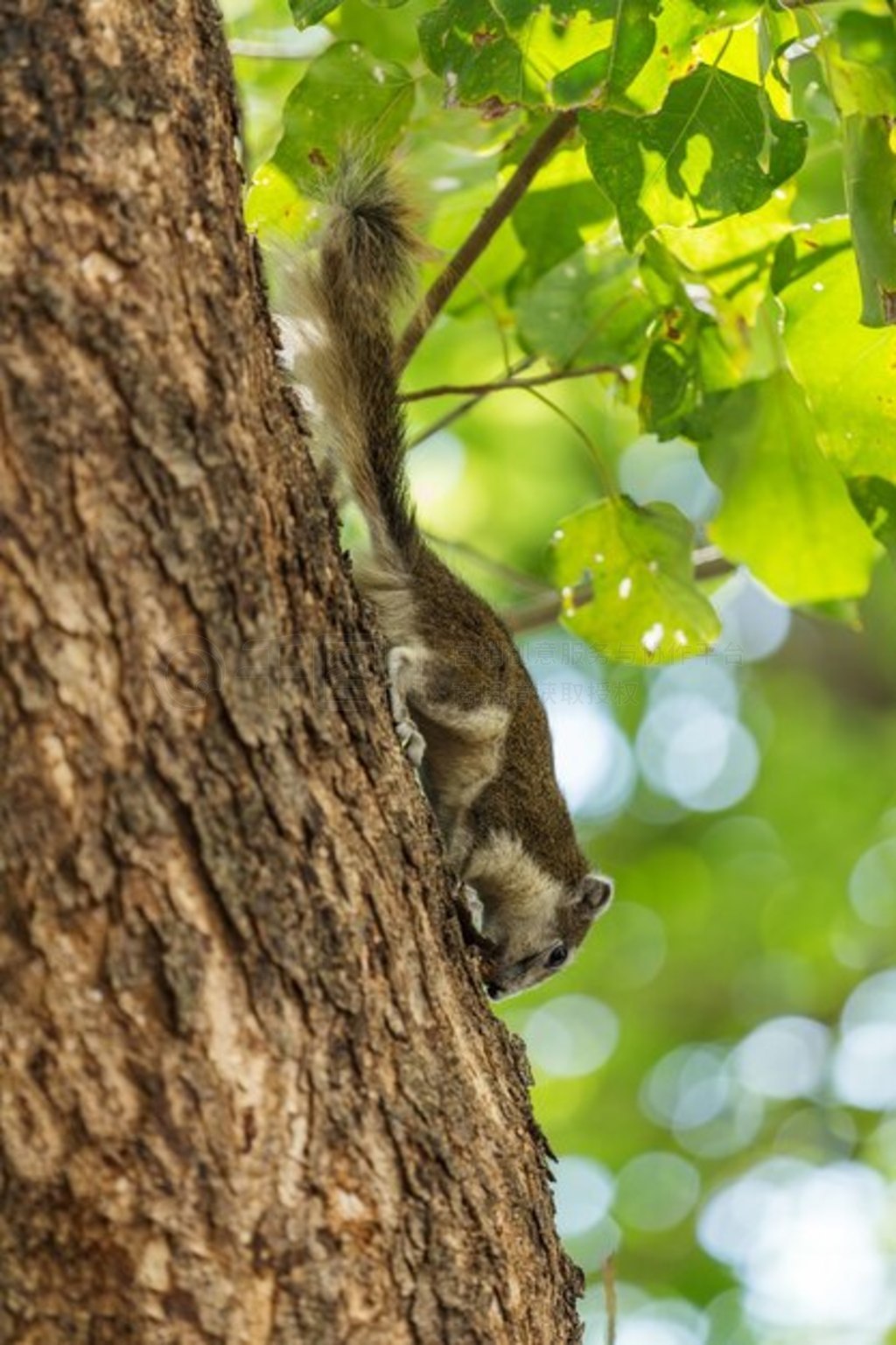 ϵĶ (Sciurus carolinensis)